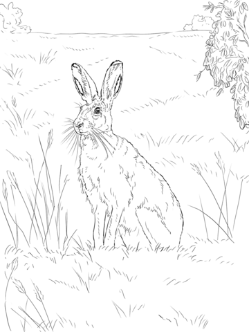 Brown Hare Coloring Page